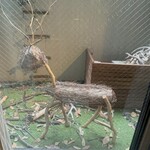 ラチュレ - お庭の鹿