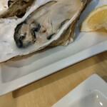 BAY OYSTER - 