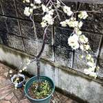 らぁ麺屋 はりねずみ - 