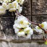 らぁ麺屋 はりねずみ - 