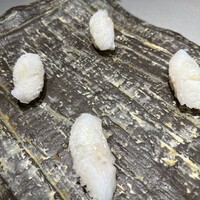 鮨 無垢/鮨 白銀 - 