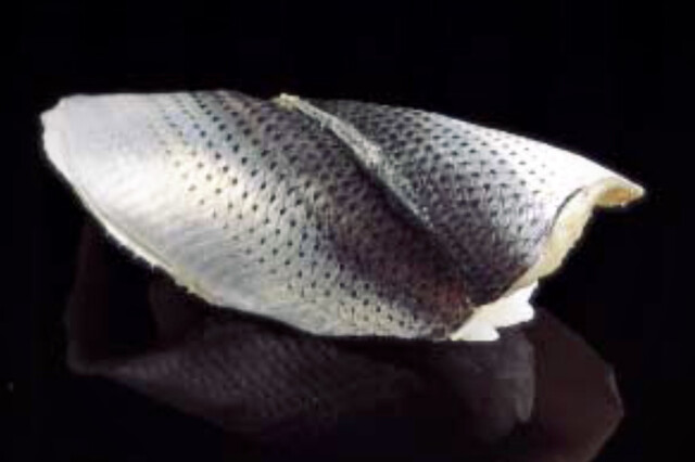 Futaba Zushi photo 2