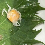 せいもん払い - カニちゃんと出会えてラッキーな気持ちになりました！