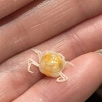 せいもん払い - 貝から出てきた？と思うんですけど、なんかかに出てきた。牡蠣小屋とかに行くとたまに出会うんですが美味しい貝にはカニがいることがあるんですよ。