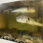 おかもと鮮魚店  - 