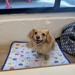 Flapjack's Breakfast & Lunch - 