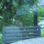 イル ギオットーネ ディ ピュー - code kurkku ＋ IL GHIOTTONE ( コード クルック プラス イルギオットーネ )バックは庭園