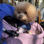 そば処 湧水 - うちのかわいこちゃん