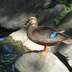 MaSiLo cafe - Kawaii♪