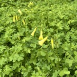 ラーメン専門 宮の森 - 春