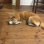 お昼とおやつ 黒柴商店 - 