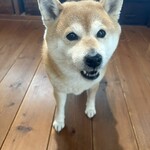 お昼とおやつ 黒柴商店 - 