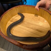 銀座 四代目 高橋屋 銀座店 - まずは調理前の鰻が提示された
