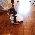 アンソレイユ - 看板娘のソフィ～♪