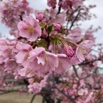 サイゼリヤ イオンタウン宇多津店 - 彼岸桜