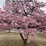 サイゼリヤ イオンタウン宇多津店 - ほぼ満開です✨