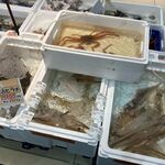 ヤオマサ - '25/03/13 生やりイカ