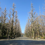 MaSiLo cafe - より美味しくなったラザニアセットに舌鼓でした(^o^)ﾉ