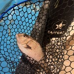 Seafood Sakaba Uopuku