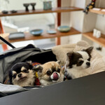 M+CAFE - ドッグカフェではないのでわんこのご飯はありません