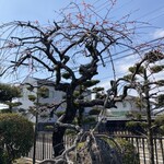絹の館 - お庭には立派な枝垂れ桜が咲きはじめて