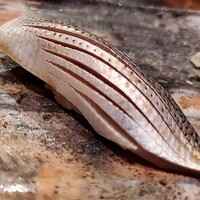 さえき - 