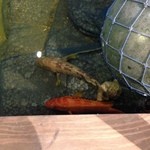 三鷹漁港 大介丸 - 