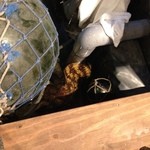 三鷹漁港 大介丸 - うつぼ発見！