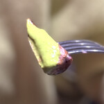 ペルー料理 bepocah - ワカタイソースのグリーンが鮮やか。どちらかと言うと酸味がプラスされた感じかな