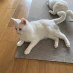 運気押上猫神社 - 