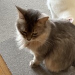 運気押上猫神社 - 