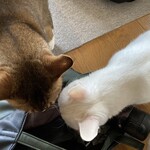 運気押上猫神社 - 