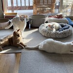 運気押上猫神社 - 