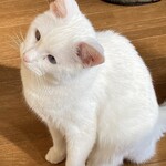 運気押上猫神社 - 