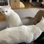 運気押上猫神社 - 