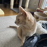 運気押上猫神社 - 