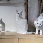 運気押上猫神社 - 