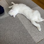 運気押上猫神社 - 