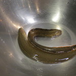 天雅 - このようなお魚です。