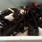 旬采 - 素材のオマール海老