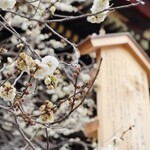 粟餅所・澤屋 - 