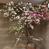 緒方 - お店に入ると桜が出迎えてくれます。
