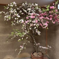 緒方 - お店に入ると桜が出迎えてくれます。