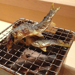 松川 - 2014.7 京都桂川の鮎