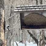 ザ バード ウォッチング カフェ - 