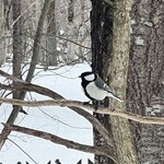 ザ バード ウォッチング カフェ - 