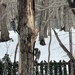 ザ バード ウォッチング カフェ - 