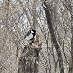 ザ バード ウォッチング カフェ - 