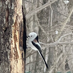 ザ バード ウォッチング カフェ - 