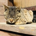 山越うどん - 看板猫のふうたくん